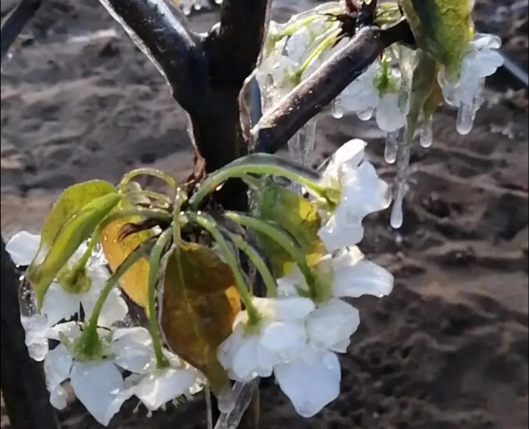 倒春寒后尽快施救，“唤醒”受冻作物生长